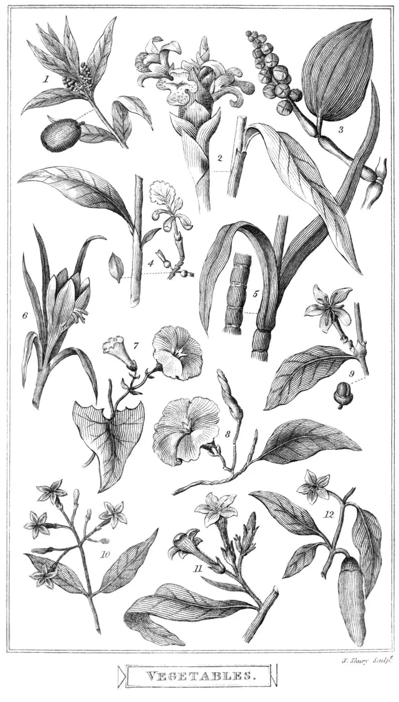 Moroccan Saffron — reference photograph