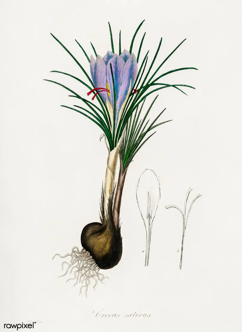 Illustration from Medical Botany, digitally enhanced from rawpixel's own original plates 171