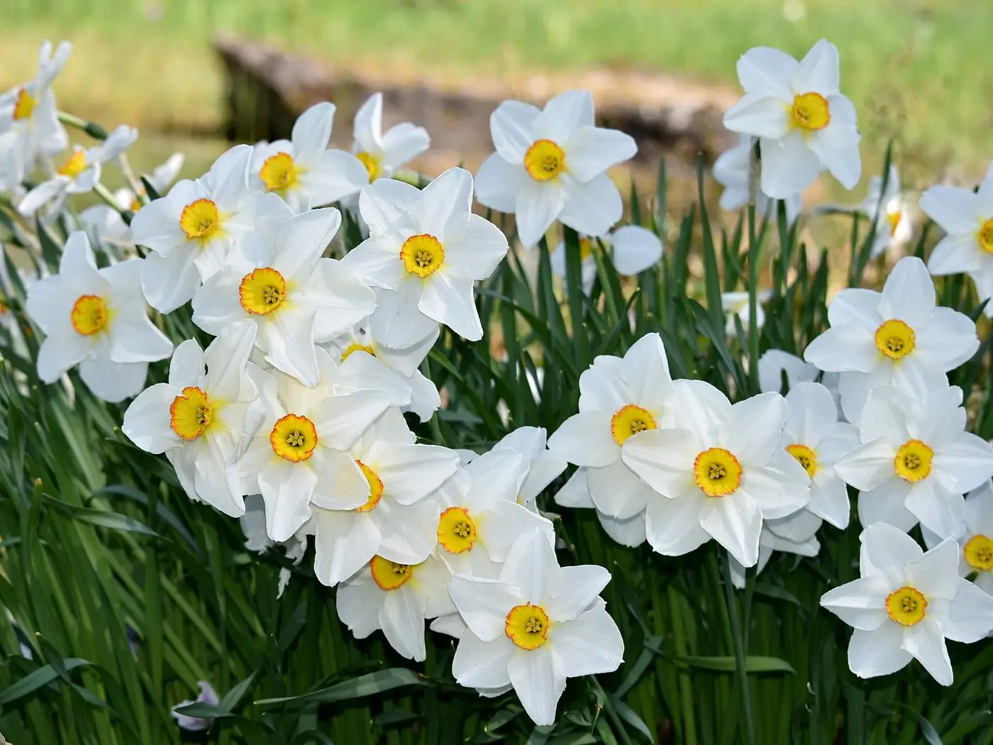 Amaryllidaceae Narcissus poeticus (Actaea) 1