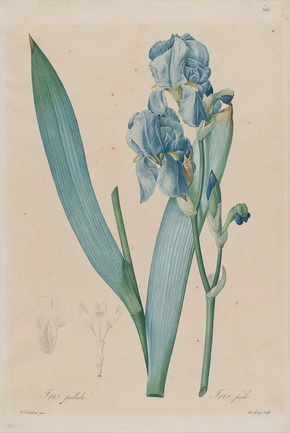 De Gouy, after Pierre- Joseph Redouté - Dalmatian Iris (Iris pallida), plate 366, vol. 7 of Pierre-Joseph Redouté, "Les Liliacées", Paris 18... - Google Art Project