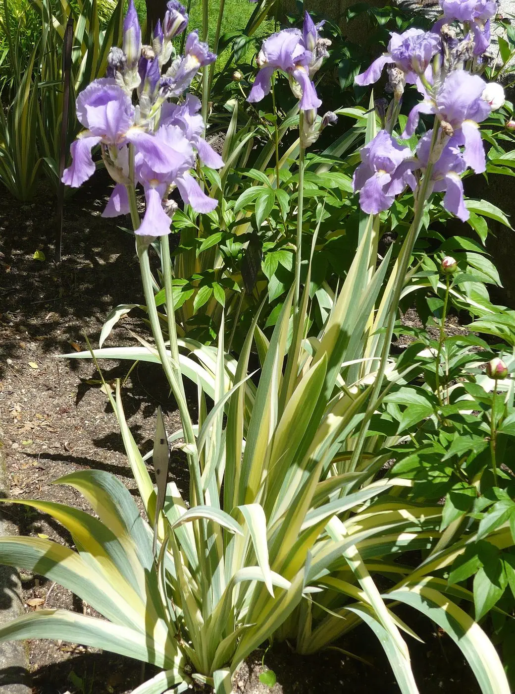Iris pallida 'Variegata'