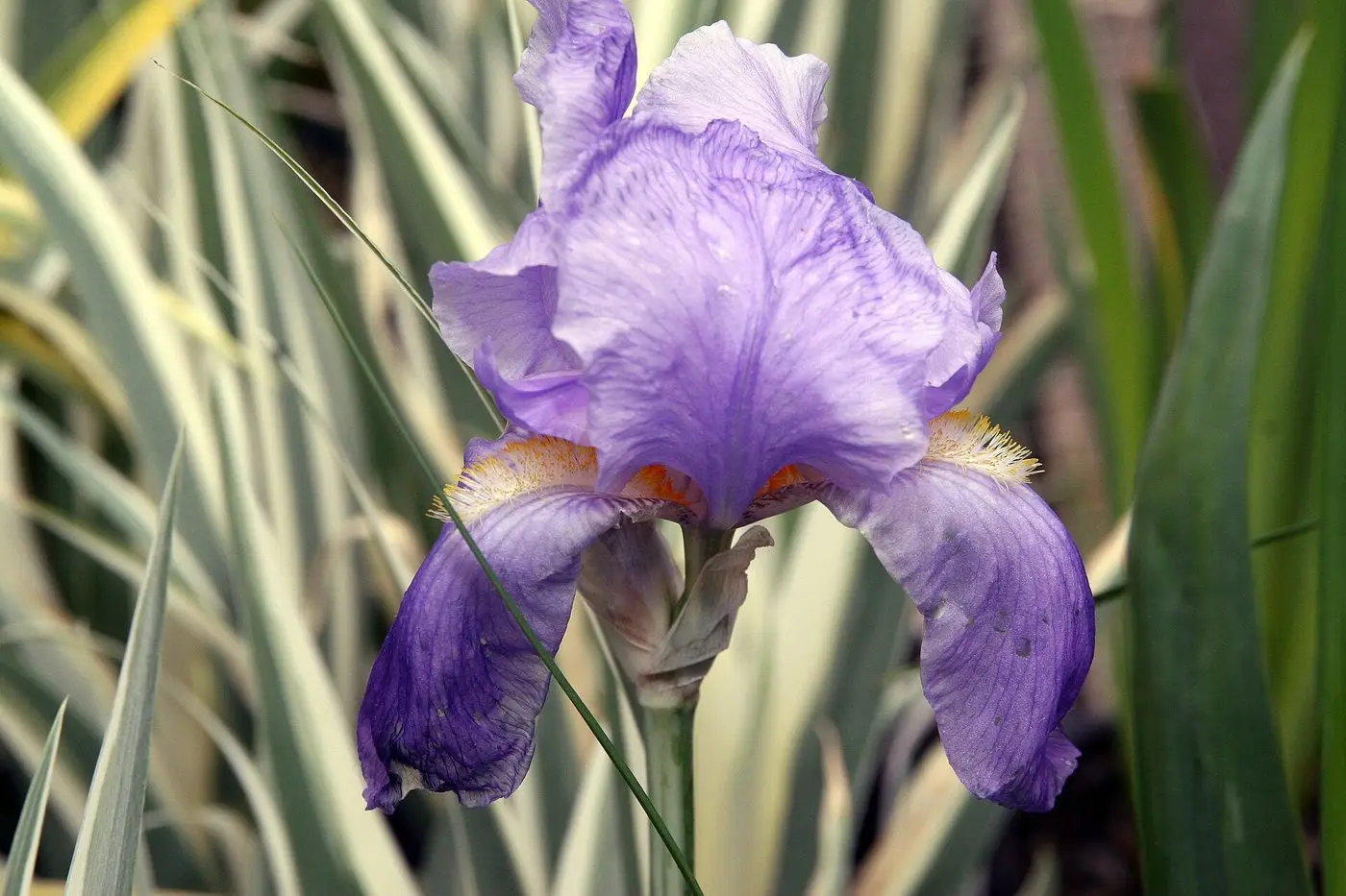 Iris pallida Albo Variegata 1zz