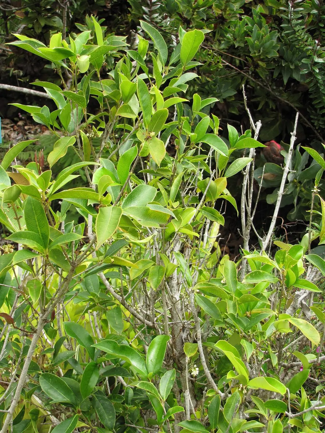 Starr-110307-2610-Osmanthus fragrans-habit-Kula Botanical Garden-Maui (25078402395)