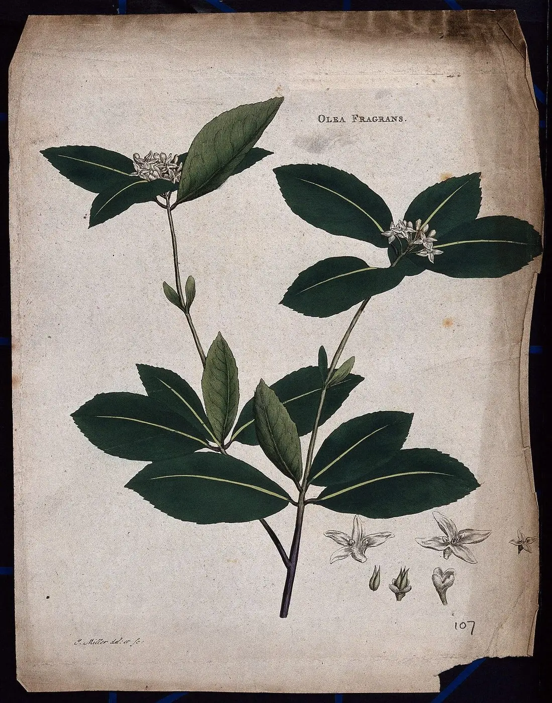 Kwei plant (Osmanthus fragrans); flowering stem with floral Wellcome V0044087