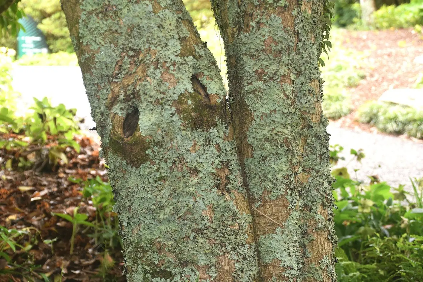 Osmanthus fragrans in Auckland Botanic Gardens