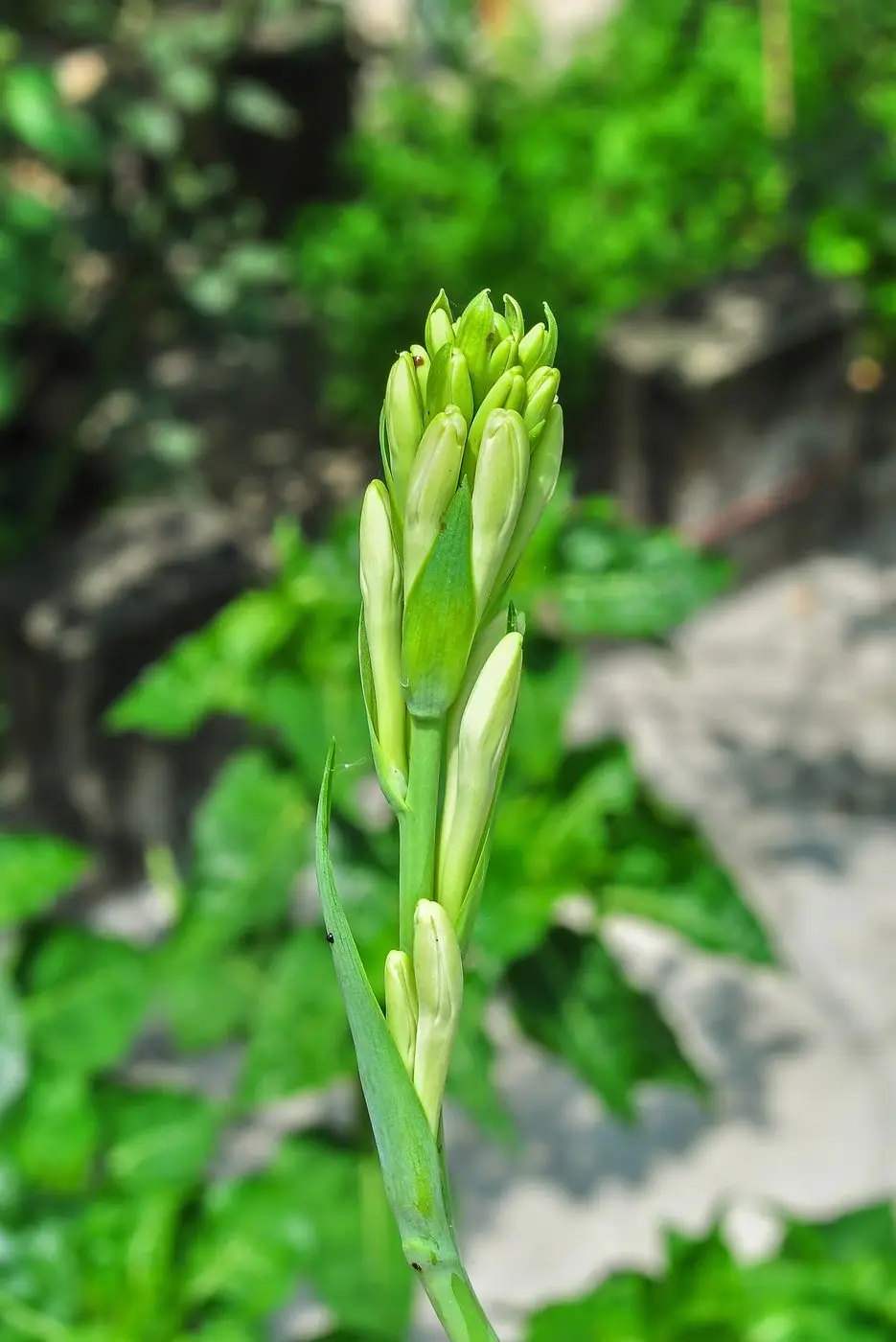 Tuberose Absolute — reference photograph