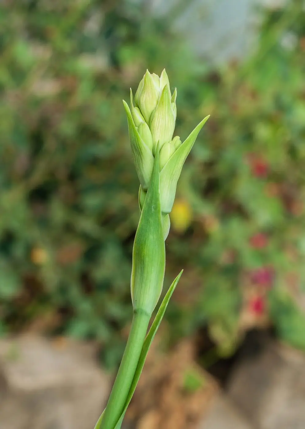 Polianthes tuberosa, Burdwan, West Bengal, India 10 01 2013