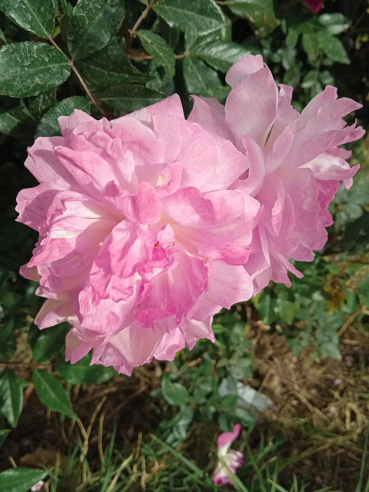 A full, pale-pink damask rose in bloom