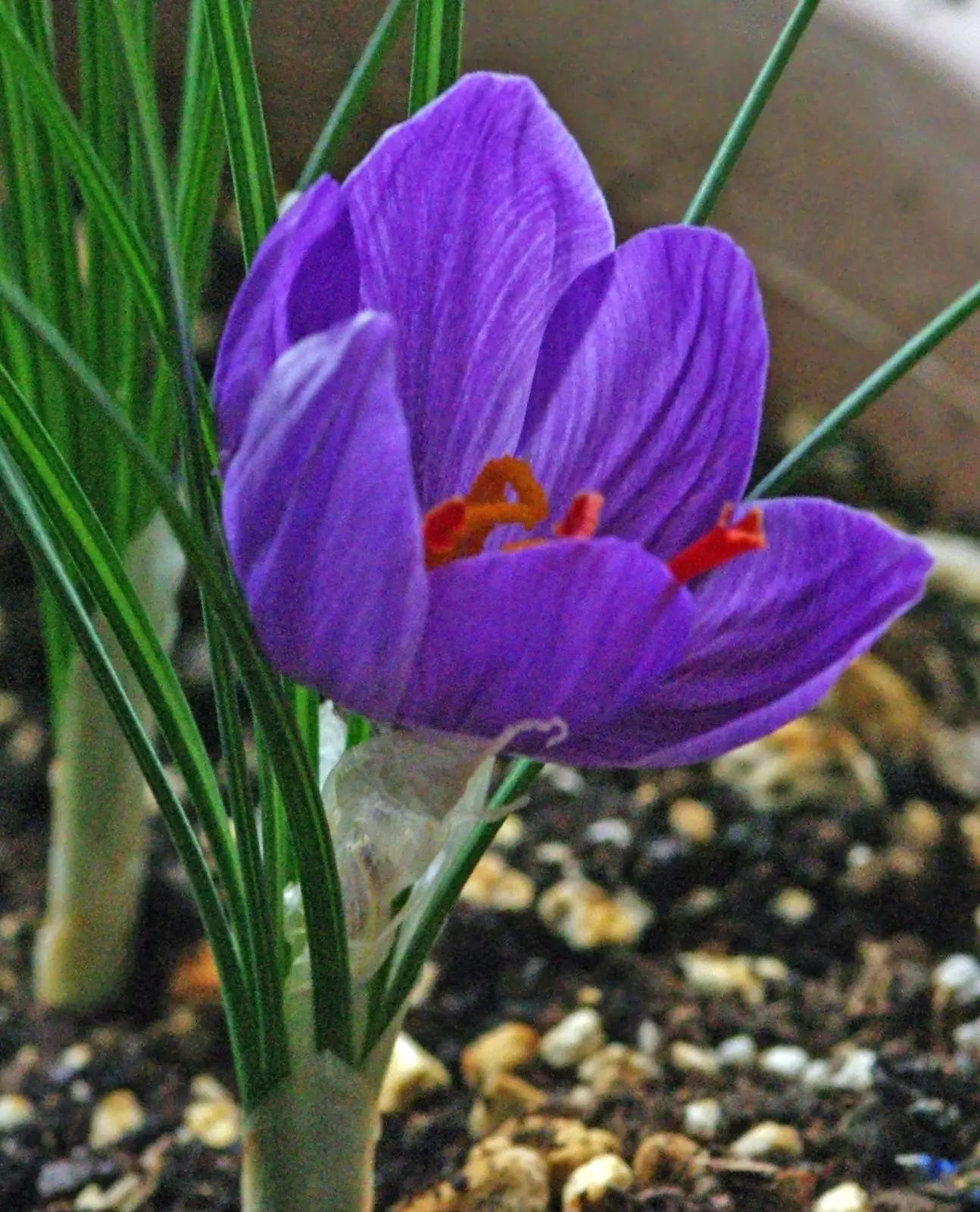 A purple saffron crocus flower with red stigmas