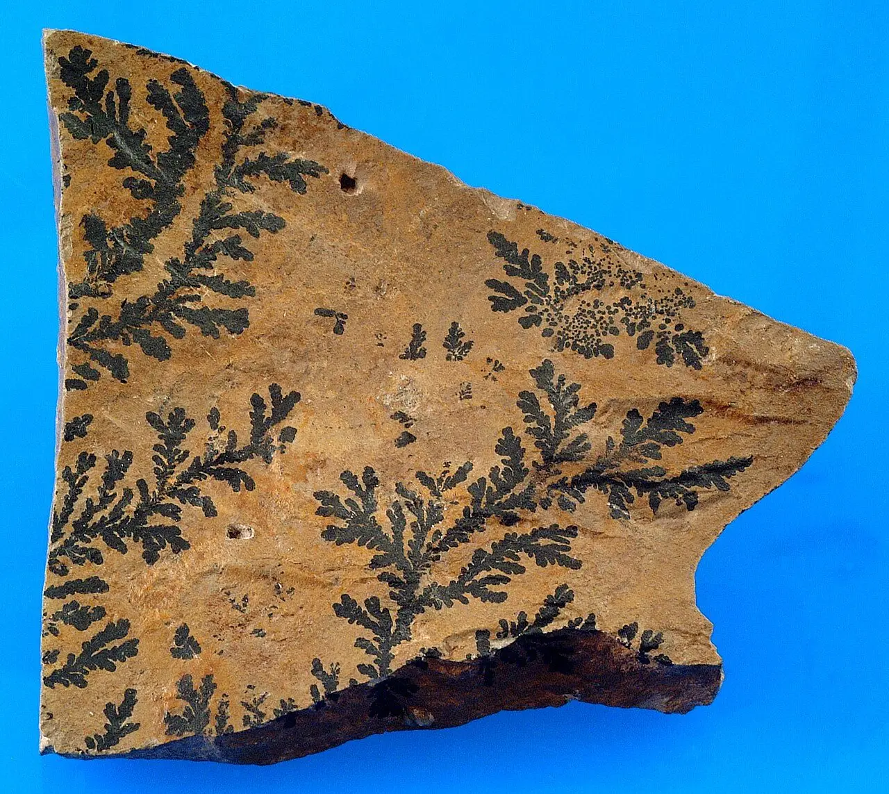 File:Pyrolusite (GeoDIL number - 42).jpg