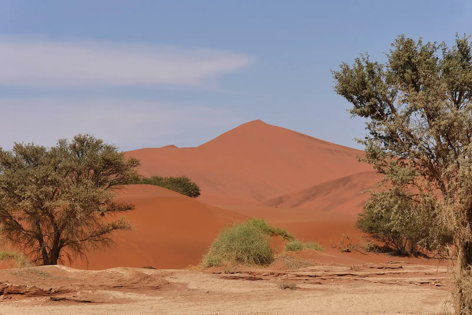 Red dunes and camelthorn acacia at Sossusvlei, Namib Desert