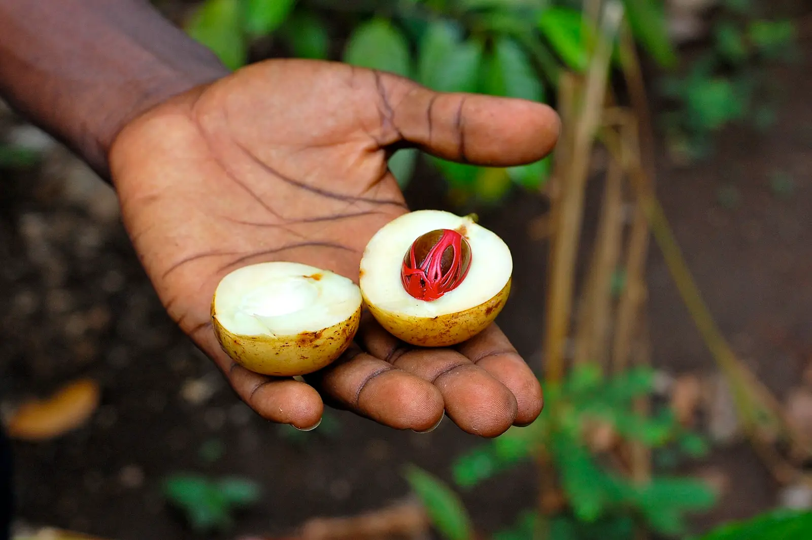 An open hand holding a fresh split nutmeg with red mace