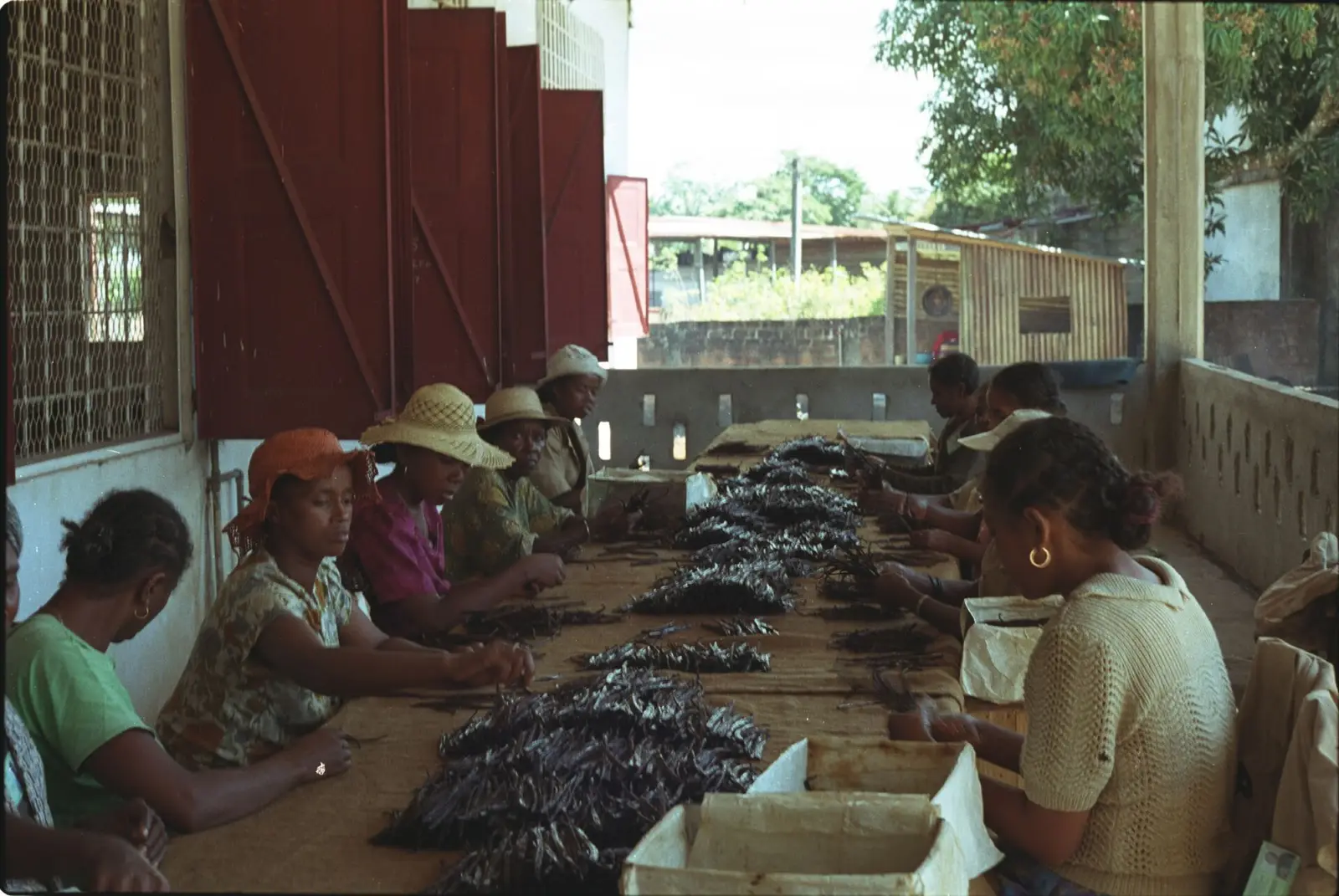 Workers grading cured vanilla beans at tables